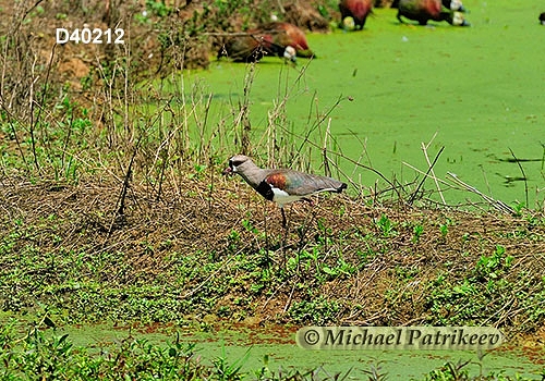 Southern Lapwing (Vanellus chilensis)